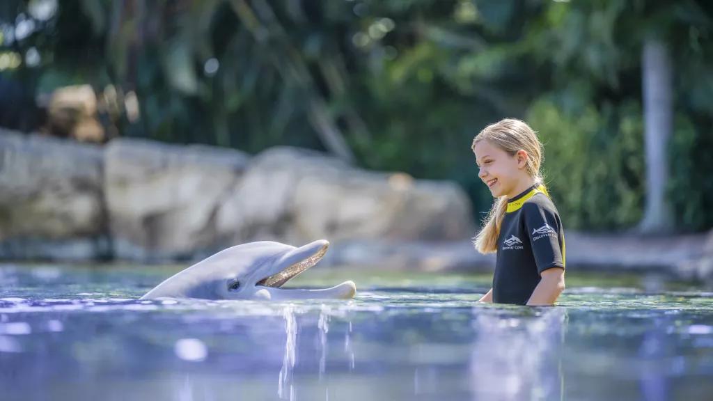 Guest interacting with a Dolphin at Discovery Cove