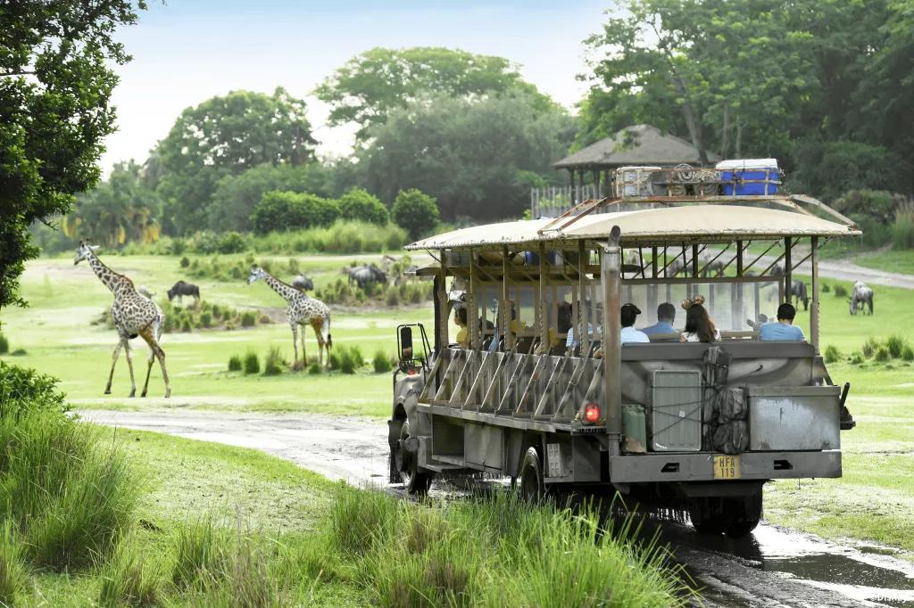 A safari truck waiting for two giraffes to cross the road 