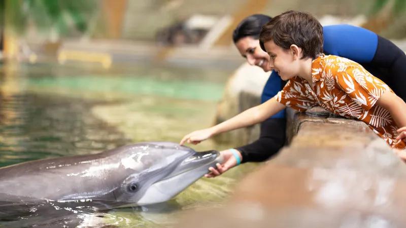 SeaWorld Orlando Dolphin Encounter