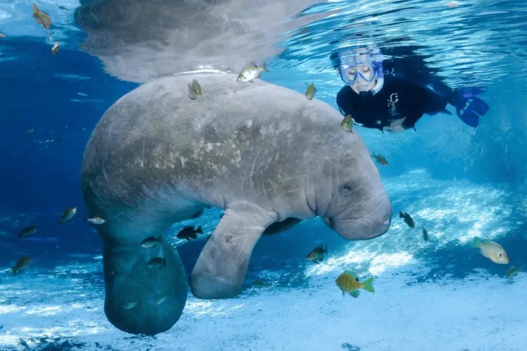 Snorkeller swimming alongside multicoloured fish and a large manatee.