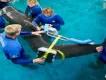 Aktuelles vom SeaWorld & Busch Gardens Conservation Fund