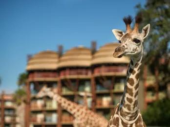 Two giraffes, one at the front of the photo looking into the distance and the other lowering its neck in the background. There is a tall building which is brown with balconies.