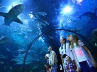 Loro Parque One Day Ticket