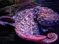 Sealife BHX