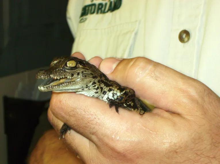 Gatorland Orlando Admission Ticket