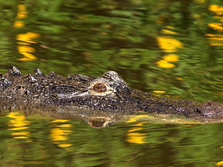 Swimming Alligator at Gatorland in Florida
