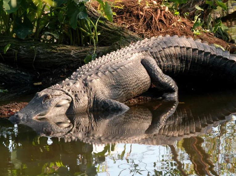Large sunbathing alligator at Gatorland in Florida