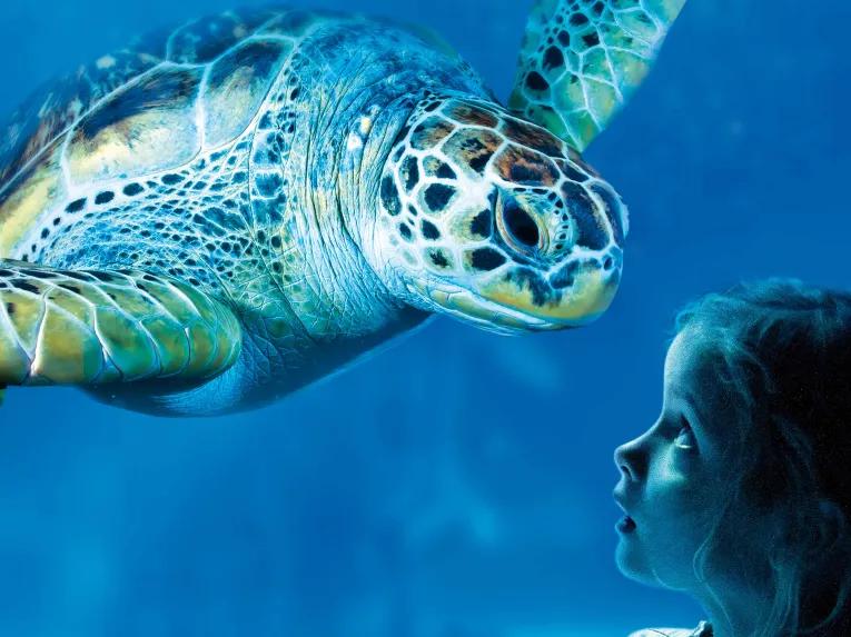 Sea Life Orlando Tickets
