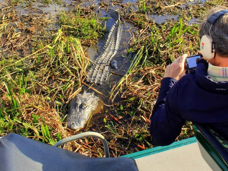 Spottng alligators on an airboat ride at Wild Florida Orlando