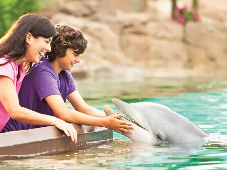 Dolphin Encounter at SeaWorld