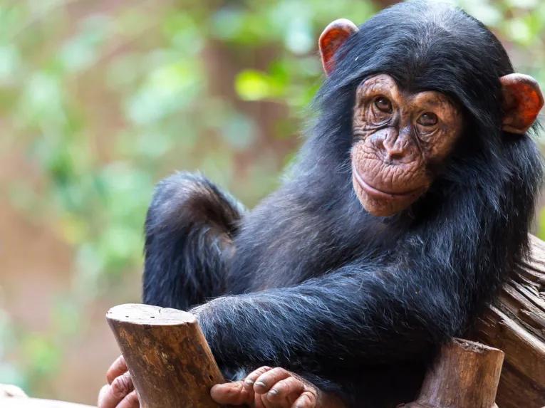 Chimpanzee Baby at Loro Parque