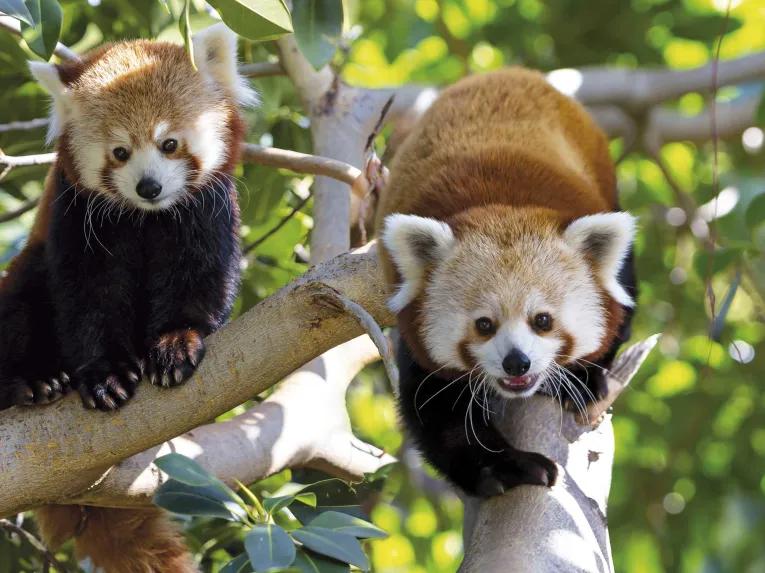 Red Pandas at Loro Parque
