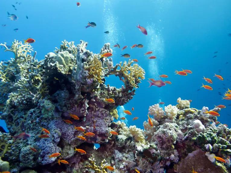 View the UK's largest living coral reef at SEA LIFE London Aquarium