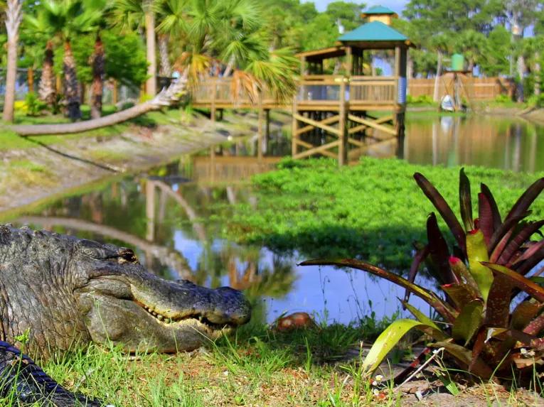 See giant alligators at Wild Florida Gator Park