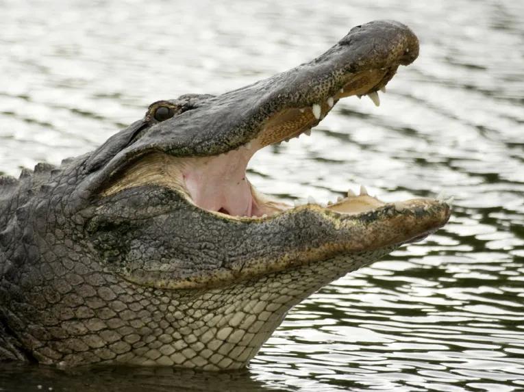 Giant alligator at Wild Florida Gator Park