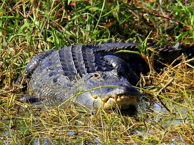 Alligator in the Central Florida Everglades
