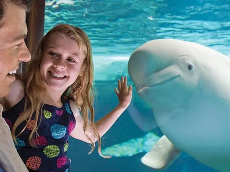 Father and daughter interacting with a Beluga Whale at SeaWorld Orlando