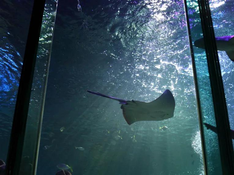 SEA LIFE Blackpool