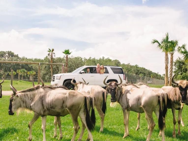 Wild Florida Drive Thru Safari
