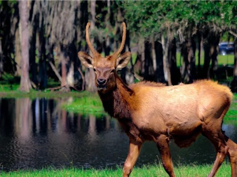 Wild Florida Drive Thru Safari