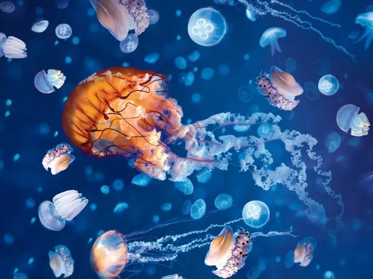 SEA LIFE London Aquarium