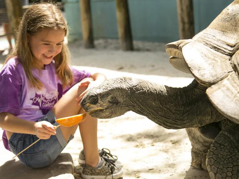 Girl feeding a Tortoise at Gatorland