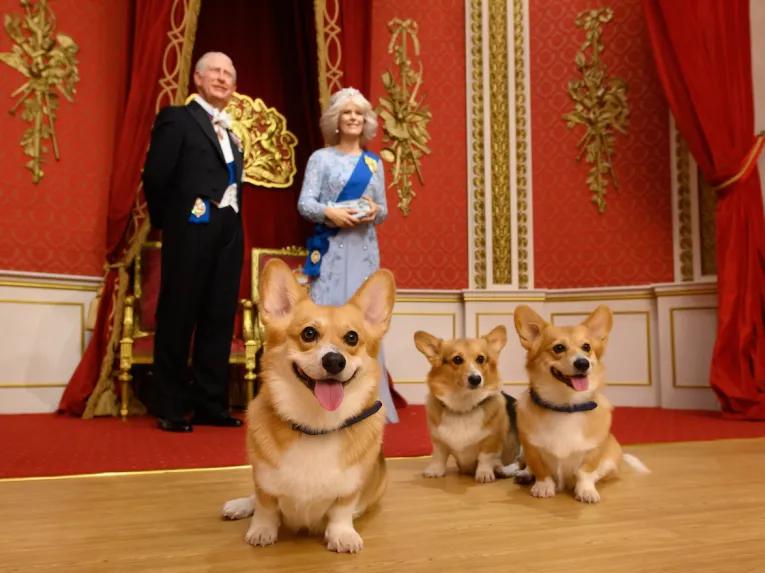 Three corgis sat in front of waxworks of King Charles and Camilla