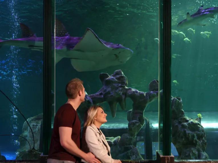 SEA LIFE Blackpool 