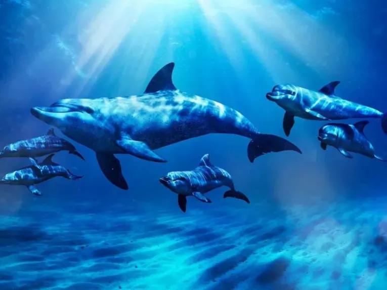 Dolphin-Swim-at-Atlantis-Dubai