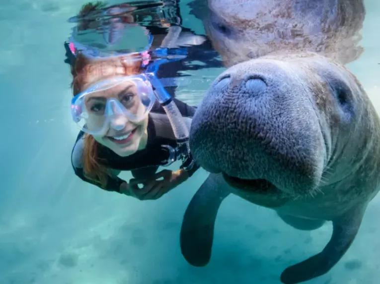 Swimming with Manatees