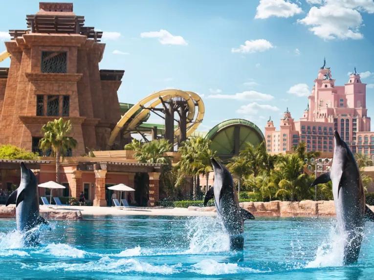 Dolphin Meet & Greet at Atlantis Dubai