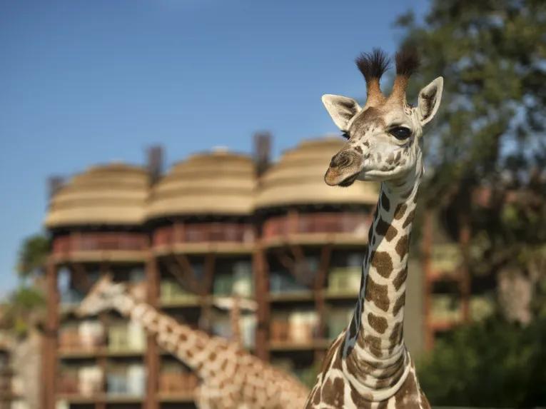 Giraffe, Disney's Animal Kingdom Lodge