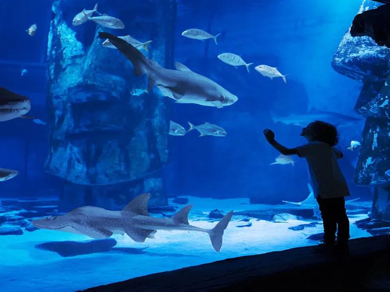 Shark-tank