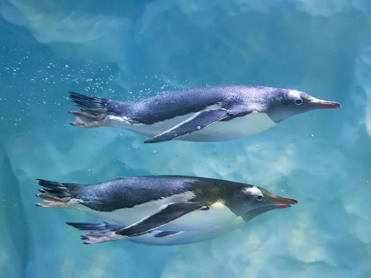 Penguins