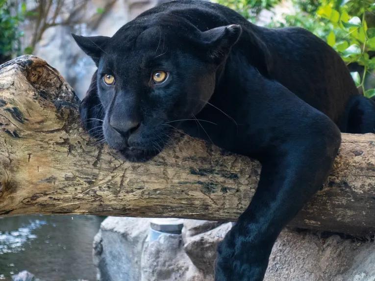 Loro Parque Big Cats