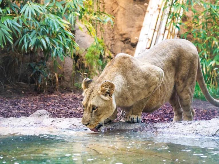 Loro Parque Big Cats
