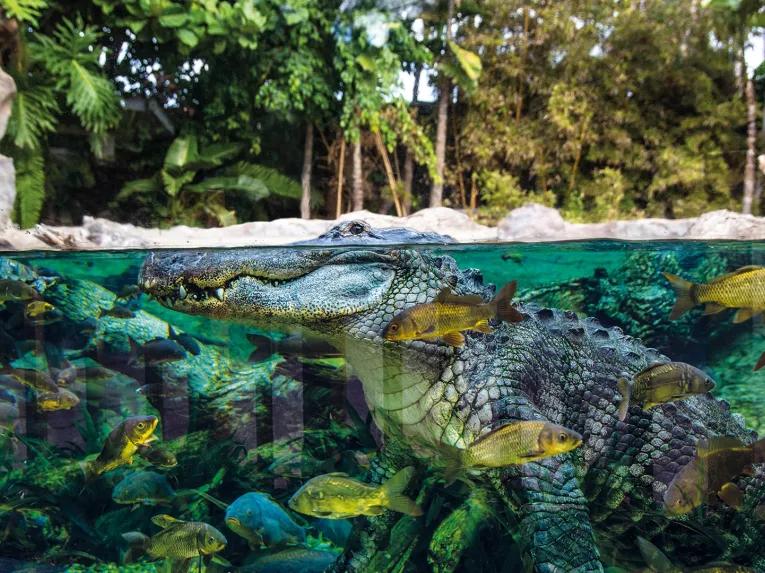 Gators at Loro Parque