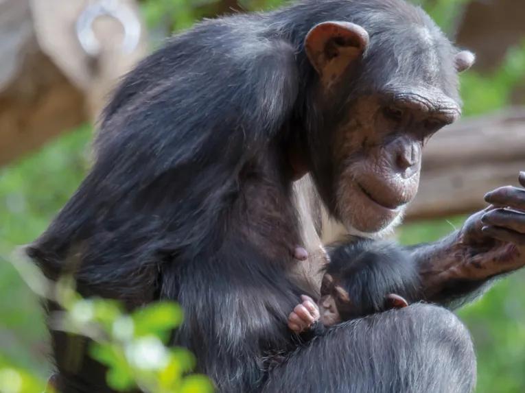 Chimpanzee at Loro Parque