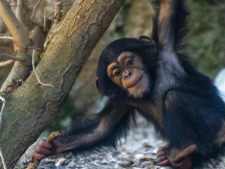 Chimpanzee at Loro Parque