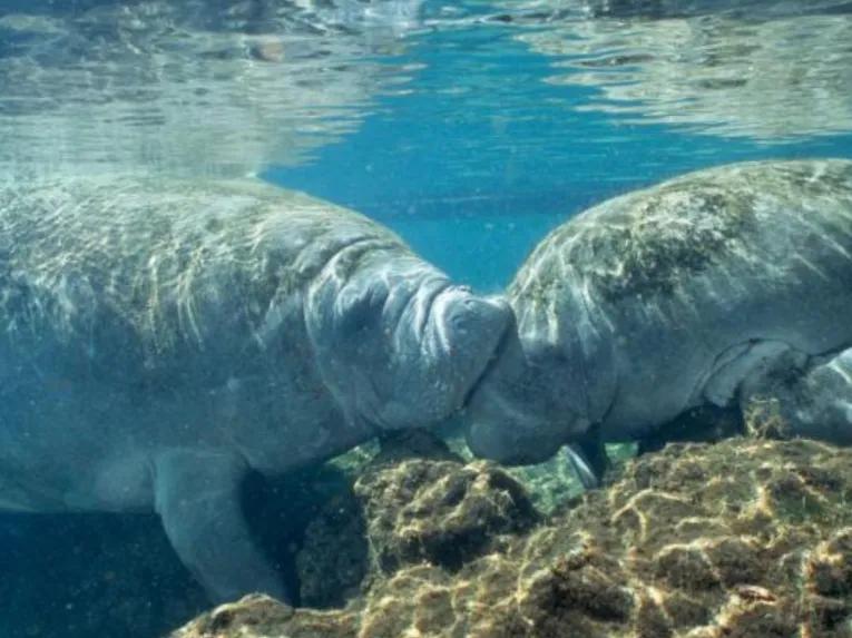 Swim with the Manatee