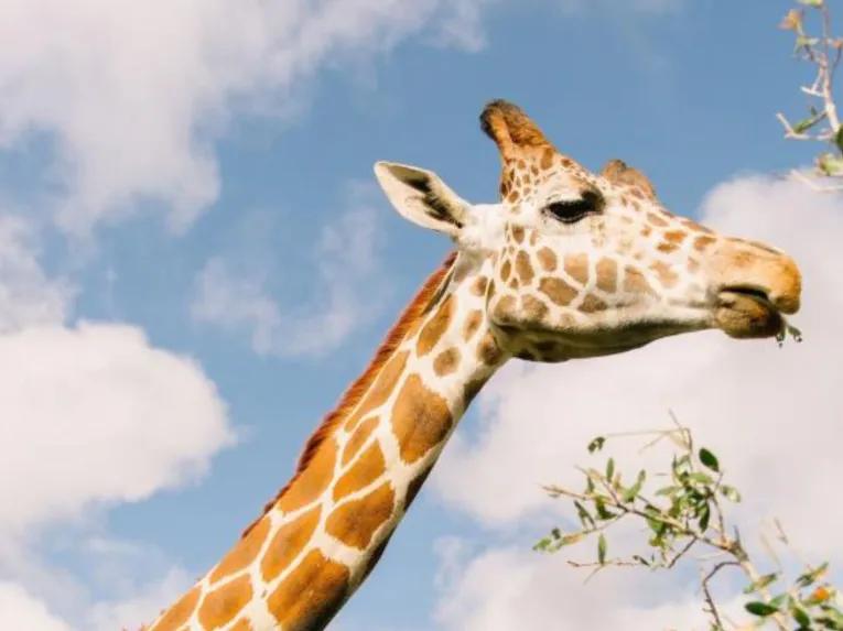 Central Florida Everglades and Safari Park Tour