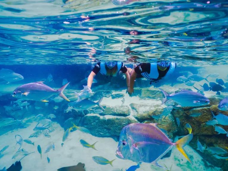 Guests snorkelling over the Grand Reef at Discovery Cove Orlando