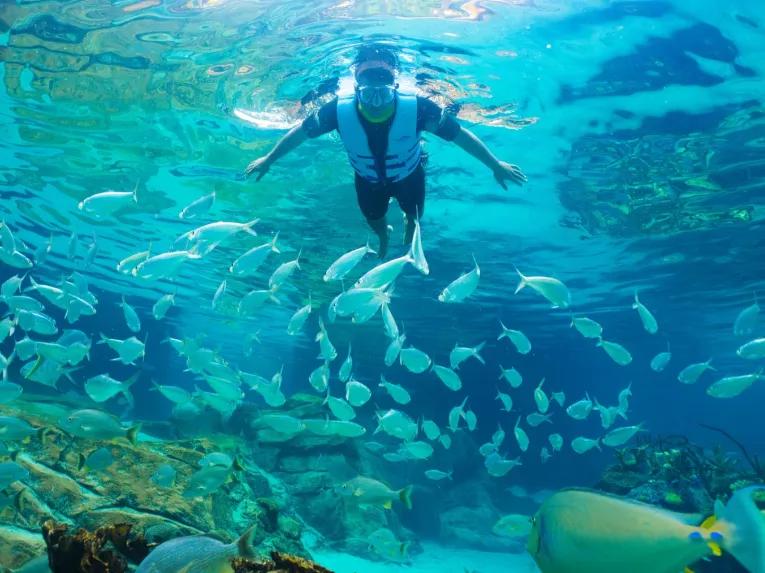 Guest snorkelling over the Grand Reef at Discovery Cove Orlando