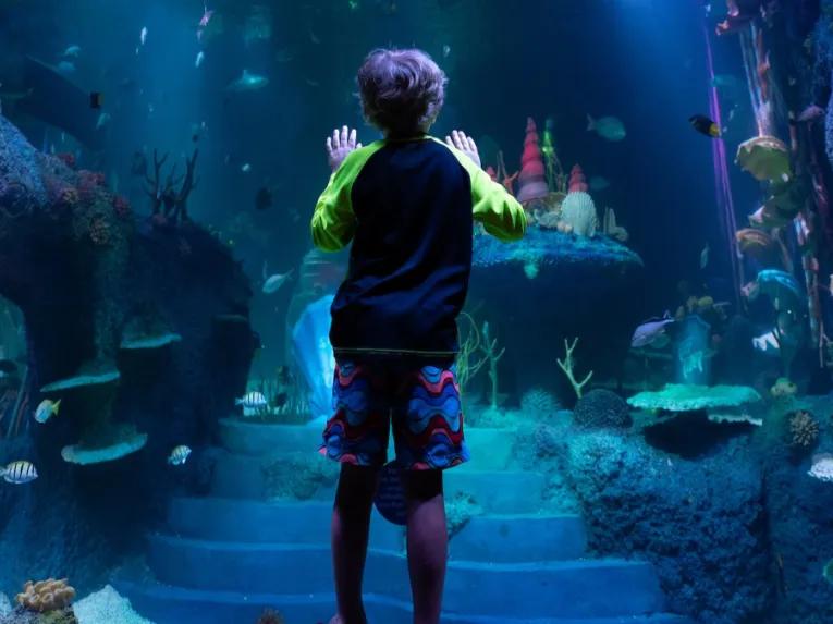 Boy at SEA LIFE Florida